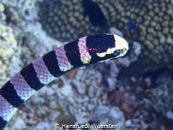 Banded sea snake venomous by Hansruedi Wuersten 